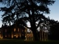 Tree Lighting for Wedding and Christmas